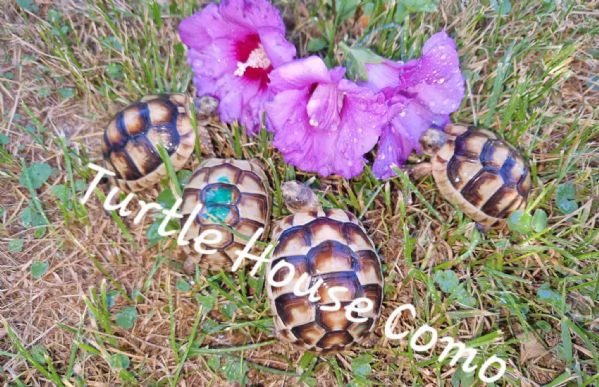 tartaruga Testudo HermmanniGraecaMarginata | Foto 2