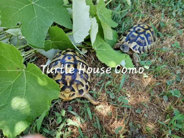 tartaruga Testudo HermmanniGraecaMarginata | Foto 1