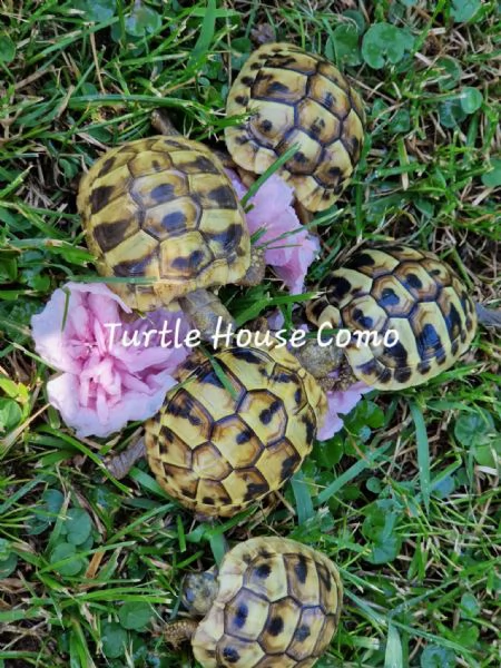 tartaruga Testudo HermmanniGraecaMarginata