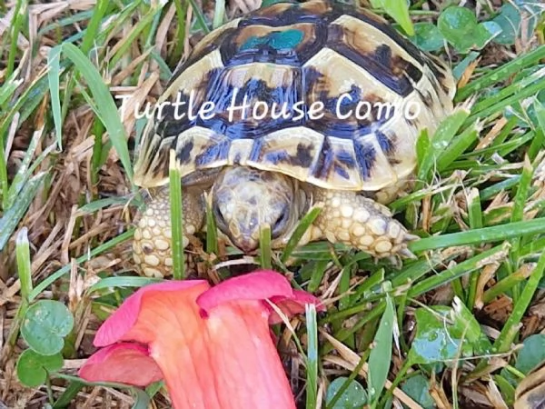 tartaruga Testudo HermmanniGraecaMarginata | Foto 0