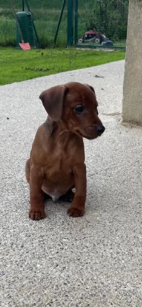 Pinscher nano cucciolo alta genealogia | Foto 1