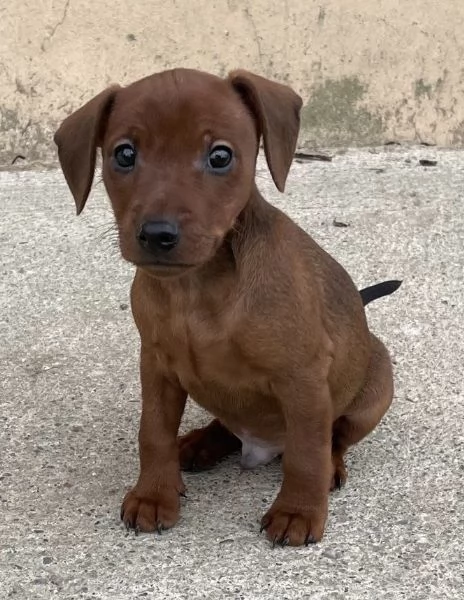 Pinscher nano cucciolo alta genealogia | Foto 0