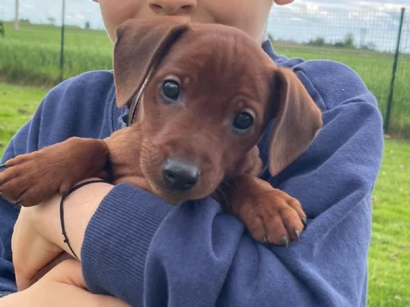 Pinscher nano cucciolo alta genealogia