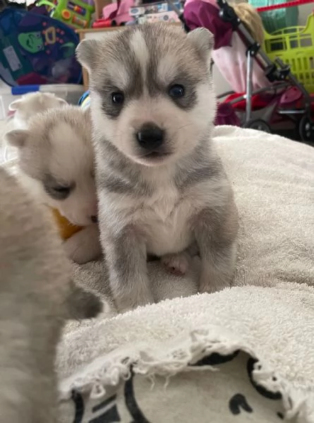 Siberian Husky cuccioli alta genealogia | Foto 2