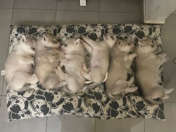 Siberian Husky cuccioli alta genealogia | Foto 1