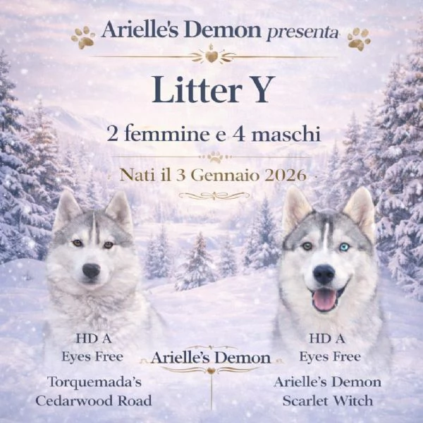 Siberian Husky cuccioli alta genealogia