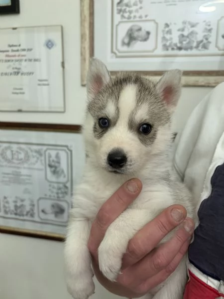 Siberian Husky cuccioli alta genealogia | Foto 4
