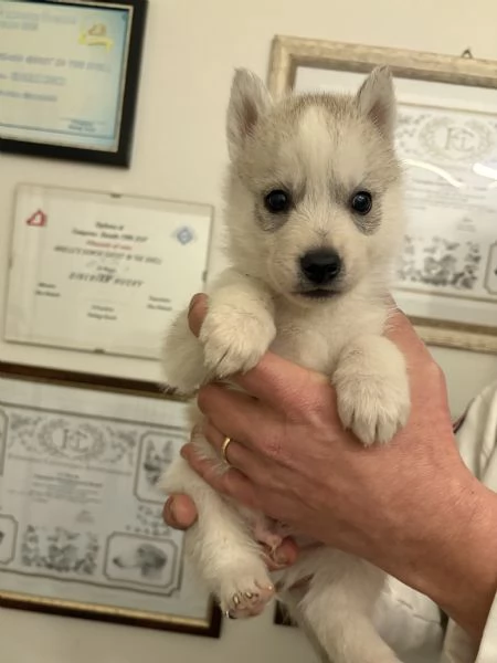 Siberian Husky cuccioli alta genealogia | Foto 3