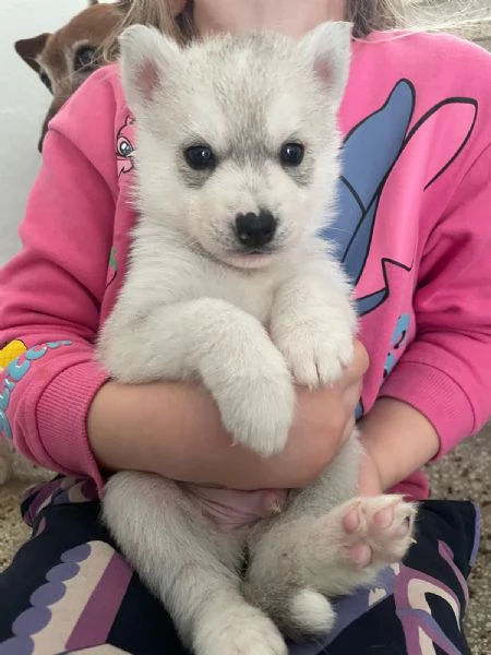 Siberian Husky cuccioli alta genealogia | Foto 2