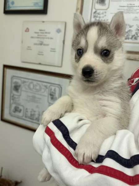 Siberian Husky cuccioli alta genealogia | Foto 1