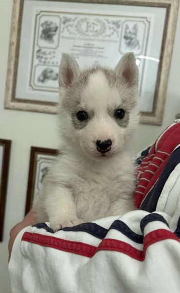 Cuccioli Siberian Husky alta genealogia  | Foto 4