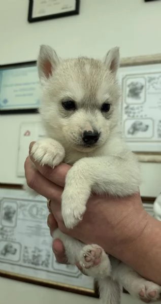 Cuccioli Siberian Husky alta genealogia  | Foto 3