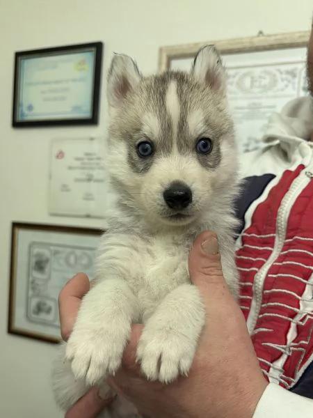 Cuccioli Siberian Husky alta genealogia  | Foto 1