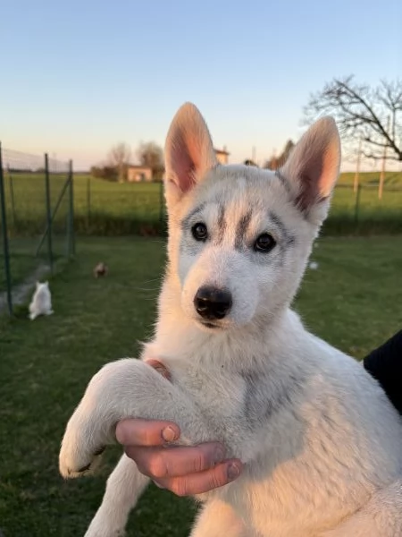 Siberian Husky cuccioli alla genealogia | Foto 3