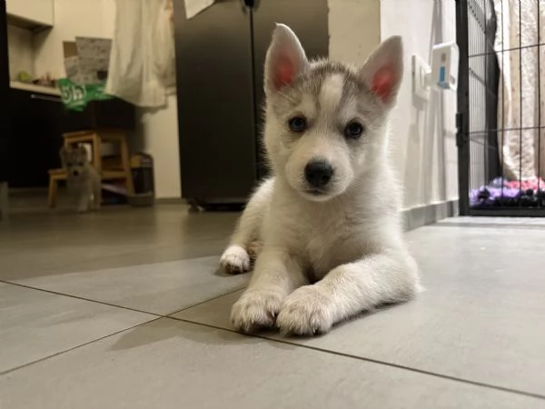 Siberian Husky cuccioli alla genealogia | Foto 1