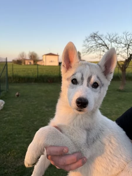 Cuccioli Siberian Husky alta genealogia  | Foto 3