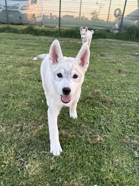 Cuccioli Siberian Husky alta genealogia  | Foto 2