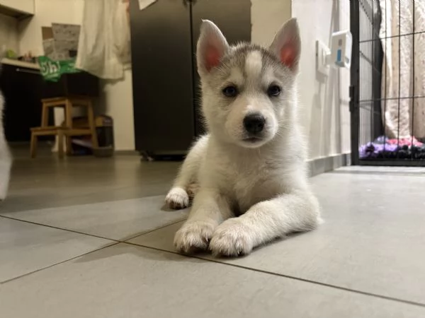 Cuccioli Siberian Husky alta genealogia  | Foto 1