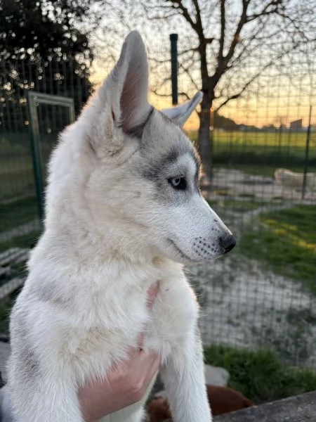 Cuccioli Siberian Husky alta genealogia  | Foto 0