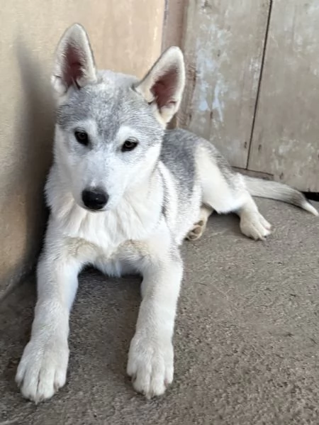 Siberian Husky cuccioli alta genealogia  | Foto 4