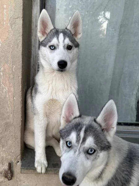 Siberian Husky cuccioli alta genealogia 