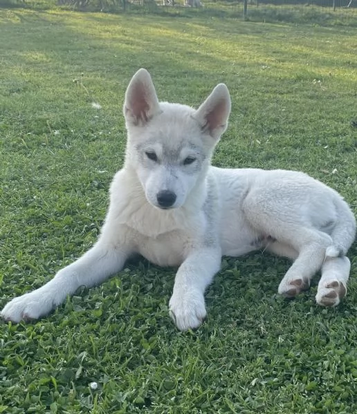 Siberian Husky cuccioli alta genealogia  | Foto 0