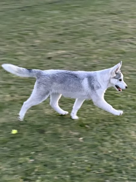 Siberian Husky cuccioli alta genealogia  | Foto 3