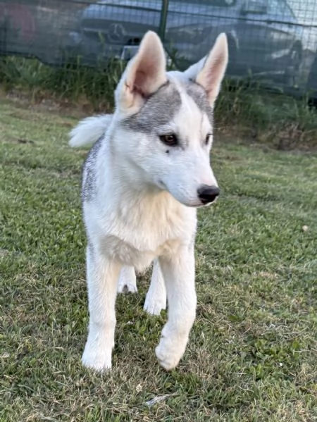 Siberian Husky cuccioli alta genealogia  | Foto 2