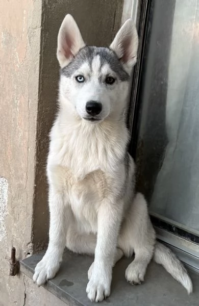 Cuccioli Siberian Husky alta genealogia | Foto 1