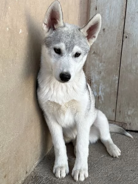 Cuccioli Siberian Husky alta genealogia | Foto 1