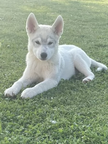 Siberian Husky cuccioli alta genealogia | Foto 2