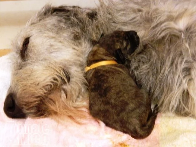 levriero irlandese cuccioli irish wolfhound puppies
