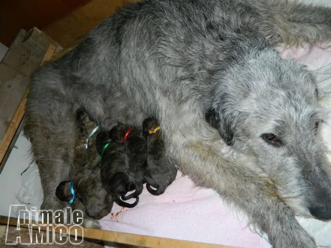 levriero irlandese cuccioli irish wolfhound puppies | Foto 2