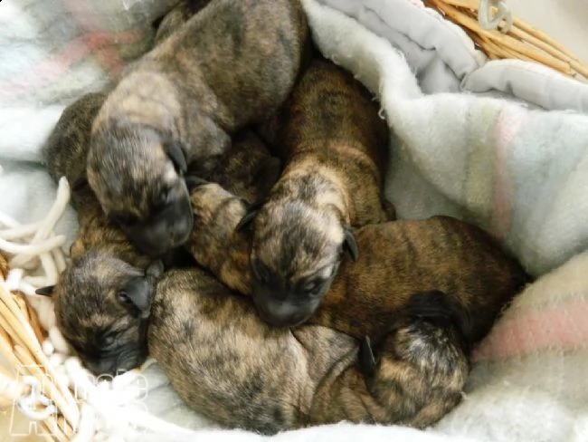 levriero irlandese cuccioli irish wolfhound puppies | Foto 1