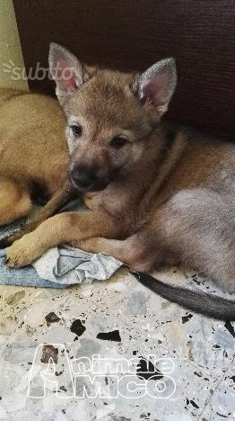 Regalo Cucciolo Cane Veneto Manicotti A Saldare