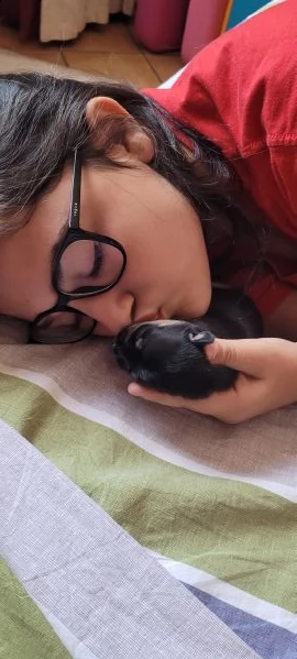 chihuahua toy