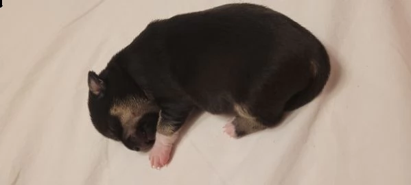 chihuahua toy | Foto 1
