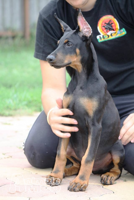 Vendita Cucciolo Dobermann Da Privato A Milano Dobermann 05092016