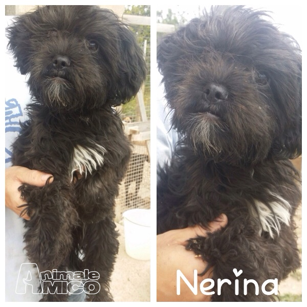 Offro In Regalo Cucciolo Da Associazione Animali A Mi Nerina