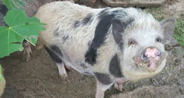 Maialino thailandese  | Foto 0