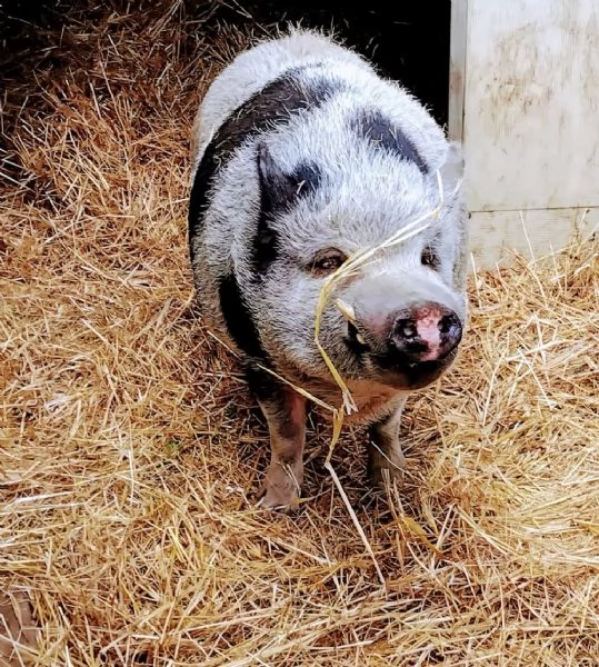 Maialino thailandese 