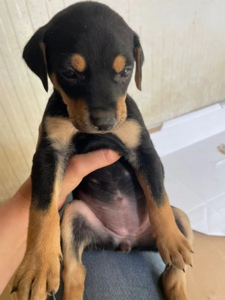 LOUSIANA | Foto 0