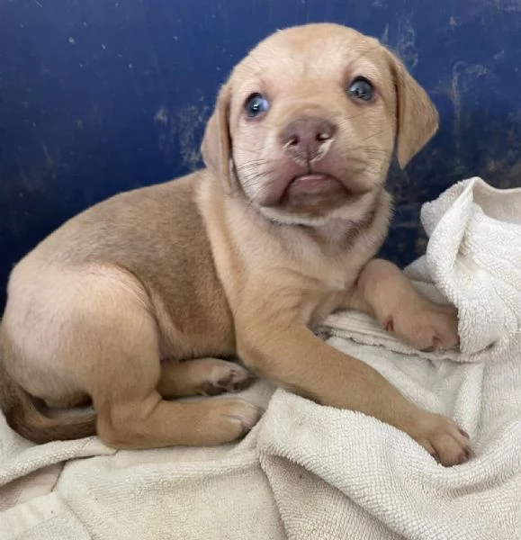 GEORGIA SIMIL LABRADORINA | Foto 4