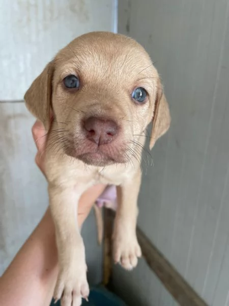 GEORGIA SIMIL LABRADORINA | Foto 3