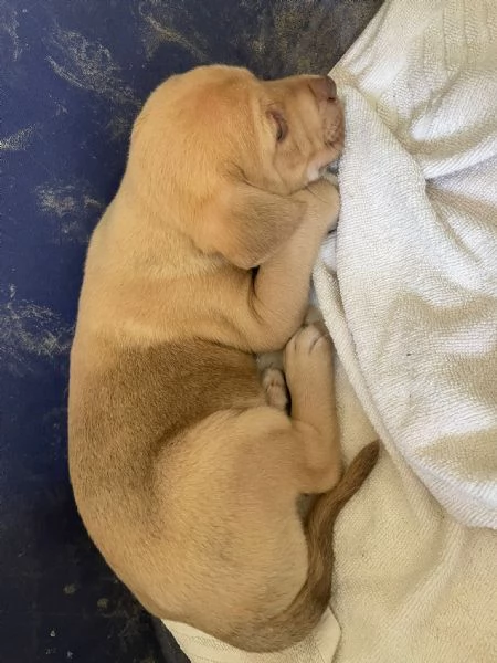 GEORGIA SIMIL LABRADORINA | Foto 2