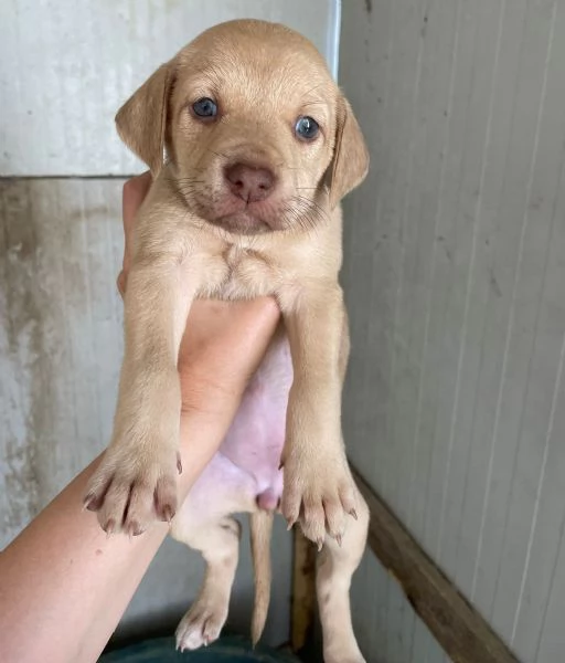 GEORGIA SIMIL LABRADORINA | Foto 1