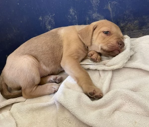 GEORGIA SIMIL LABRADORINA | Foto 0