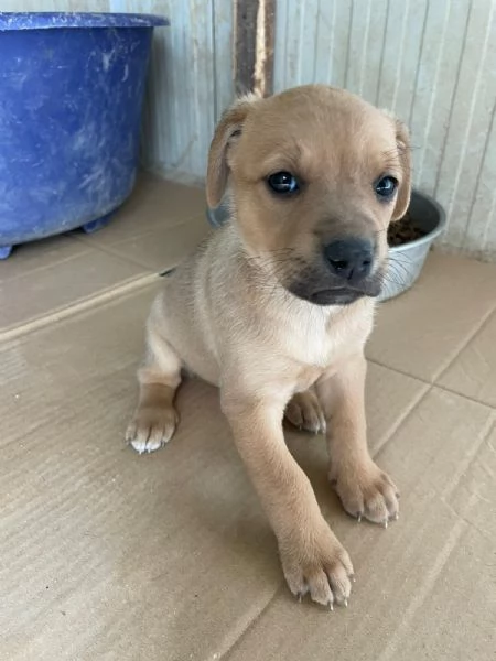 NEVADA SIMIL LABRADORINA | Foto 4