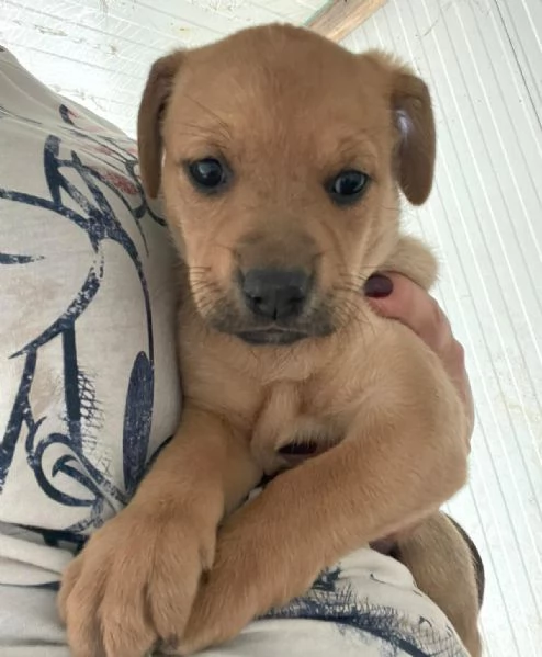 NEVADA SIMIL LABRADORINA | Foto 3