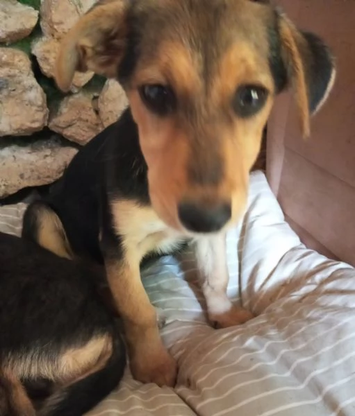 ROMEO E GIULIETTA | Foto 0